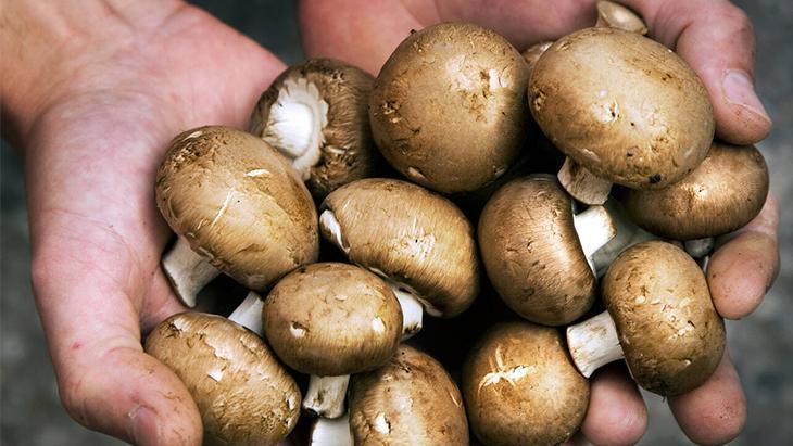 Mantarı bir yıl boyunca taze tutuyor! Kokusu tüm evi sarıyor